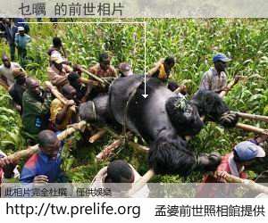 乜曞 的前世相片