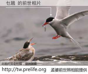 乜饑 的前世相片