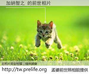 加納智之 的前世相片