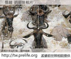 慎顥 的前世相片