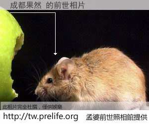 成都果然 的前世相片