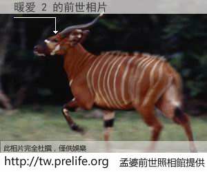 暖爱 2 的前世相片