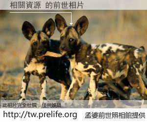 相關資源 的前世相片