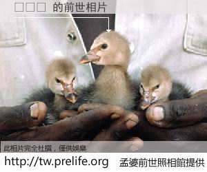 메오티 的前世相片