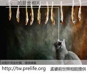 、、 的前世相片