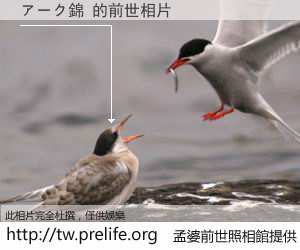 アーク錦 的前世相片