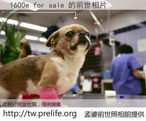 1600e for sale 的前世相片