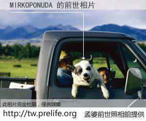 MIRKOPONUDA 的前世相片
