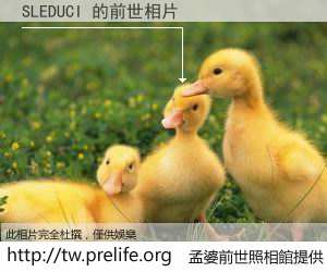 SLEDUCI 的前世相片