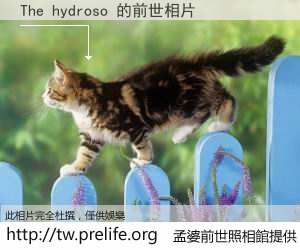 The hydroso 的前世相片