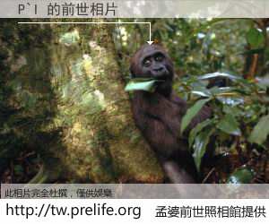 P`I 的前世相片