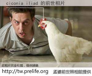 ciconia iliad 的前世相片