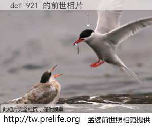 dcf 921 的前世相片