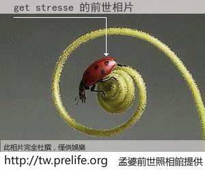 get stresse 的前世相片