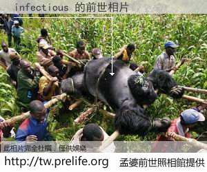 infectious 的前世相片