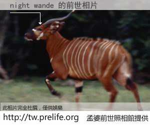 night wande 的前世相片