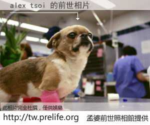 alex tsoi 的前世相片