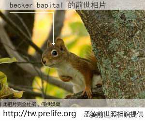 becker bapital 的前世相片