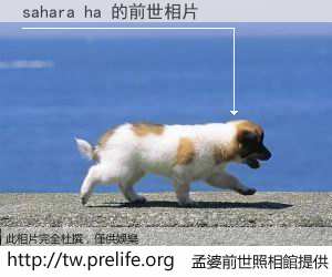 sahara ha 的前世相片