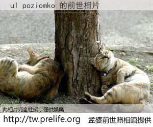 ul poziomko 的前世相片