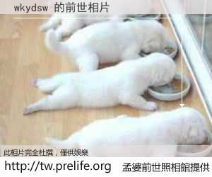 wkydsw 的前世相片