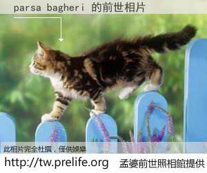parsa bagheri 的前世相片