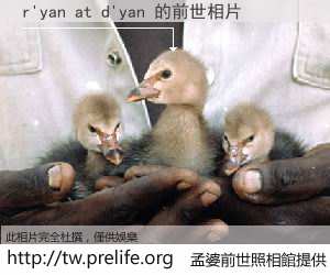 r'yan at d'yan 的前世相片