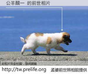 公羊醹一 的前世相片