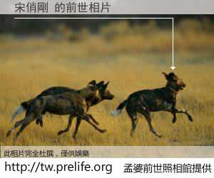 宋俏剛 的前世相片