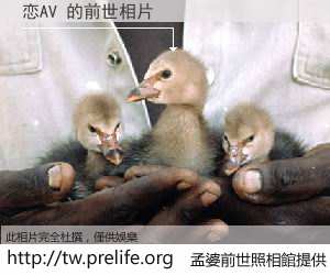恋AV 的前世相片