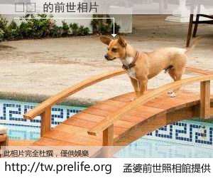 배럴 的前世相片