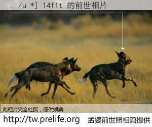 . /u *] 14f1t 的前世相片