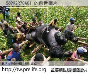 56992R70A01 的前世相片