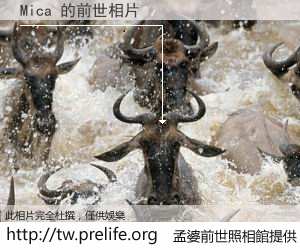 Mica 的前世相片