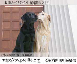 NIMA-037-CN 的前世相片