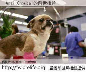 Amai Chouba 的前世相片