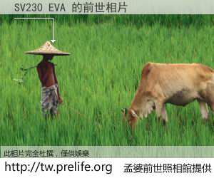 SV230 EVA 的前世相片