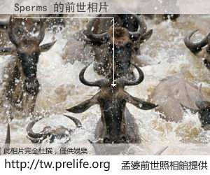 Sperms 的前世相片