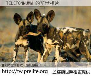 TELEFONNUMM 的前世相片