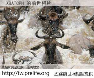 XBATCPH 的前世相片