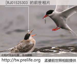 [RJ01525303 的前世相片