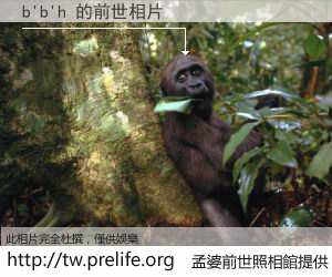 b'b'h 的前世相片