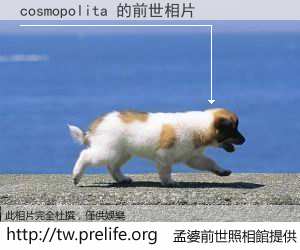 cosmopolita 的前世相片