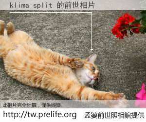 klima split 的前世相片