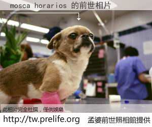 mosca horarios 的前世相片