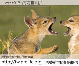 awaw019 的前世相片