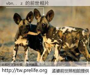 vbn,. z 的前世相片