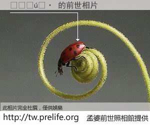 ������ 的前世相片