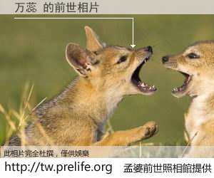 万蕊 的前世相片