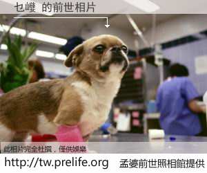 乜巕 的前世相片